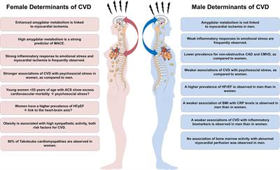 The Neuro-Inflammatory-Vascular Circuit: Evidence for a Sex-Dependent Interrelation?